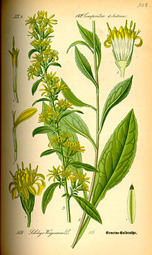 Harilik kuldvits Solidago virgaurea