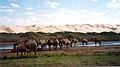 Taman nasional Gurvansaikhan, Mongolia