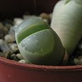 Lithops_olivacea