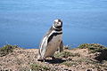 Magellanic Penguin Spheniscus magellanicus