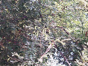 Foliage and seed pods