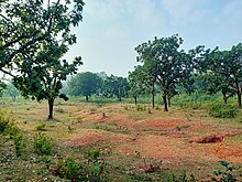 Patamda Forest.jpg