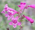 Penstemon triflorus