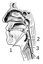 Thumbnail for Laryngopharyngeal reflux