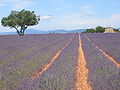 I famosi campi di lavanda nel plateau di Valensole