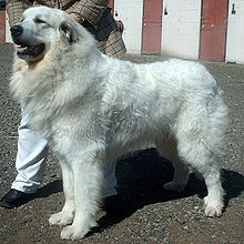 Pyrenean Mountain Dog 600.jpg