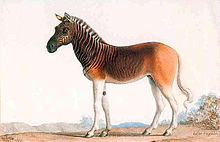 Peinture représentant un quagga vu de côté. Le quagga est une sous-espèce du zèbre. Il en a les rayures noires, mais son pelage est pour le reste majoritairement brunâtre et non blanc.