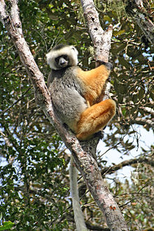 Sifaka