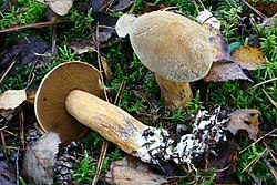 Geltonasis kazlėkas (Suillus variegatus)