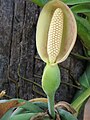 Syngonium podophyllum