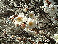 Fleurs de prunus mume.