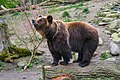 Braunbär in seiner Anlage