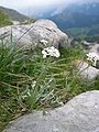 Achillea clavennae