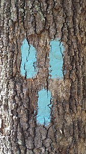 A Blaze indicating a trail junction, where trails run together, or a loop of the trail.