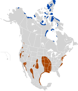 Azul: área de nidificação; ocre: área de invernagem.