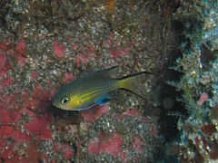 Chromis nigrura