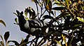 Searching through foliage in a tree for food