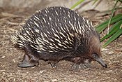 Miernegel in Melbourne zoo