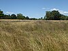 Fritton Common, Morningthorpe