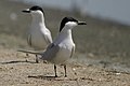 van Rossem's gull-billed terns at the San Diego National Wildlife Refuge