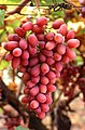 For reverting vandalism on Jew [1] you get a bunch of grapes. Enjoy. :) Sam Vimes 22:31, 11 November 2005 (UTC)