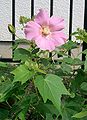 Hibiscus mutabilis