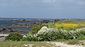 Kerlouan : rochers et lande fleurie.