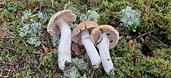 Kitsemampel Cortinarius caperatus