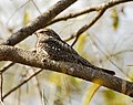 الخرديل الأصغر (Lesser Nighthawk)