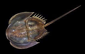 Limule (Limulus polyphemus).