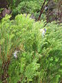 Madeira-pintypár cserjés hangán (Erica arborea)