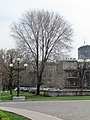 Cultivated form, Pioneers Park, Belgrade