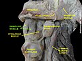 Geniohyoid muscle