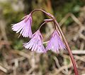 Soldanella alpina