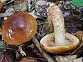 !Tricholoma fulvum!