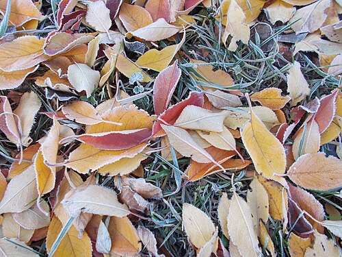 Autumn frost on autumn leaves, Kharkiv, Ukraine