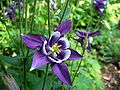 Aquilegia vulgaris