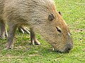 Capibara