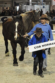 Dans une carrière d'exposition, un homme avec une chemise bleue tient un cheval trapu en main; un jeune garçon à ses côtés, également en chemise bleue, tient un panneau sur lequel est écrit : Cob normand.