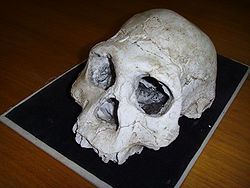 Dmanisi cranium D2700 (B).jpg