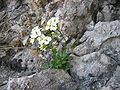 Draba stellata