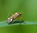 Miridae: Rhabdomiris striatellus, Allemagne