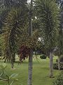 Foxtail in Moca, Puerto Rico in the gardens of Palacete Los Moreau.