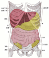 Topography of thoracic and abdominal viscera.