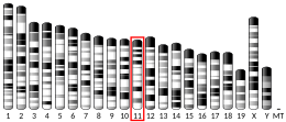 Chromosome 11 (mouse)