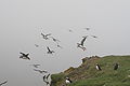 Mykines üzerinde uçuşurlarken (Faroe Adaları) Haziran 2006