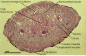 Leech anatomy in cross-section