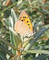 Lycaeana phlaeas Kleine vuurvlinder