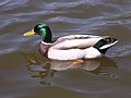 Male Mallard