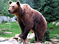 Braunbär (Ursus arctos)